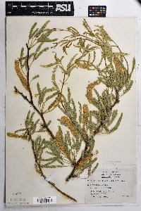 Prosopis velutina image