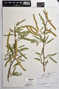Prosopis velutina image