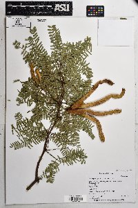 Neltuma juliflora image