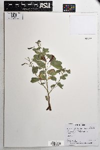 Senna bauhinioides image