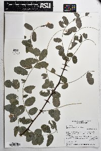 Robinia neomexicana image