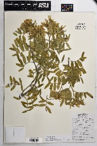 Dermatophyllum arizonicum image