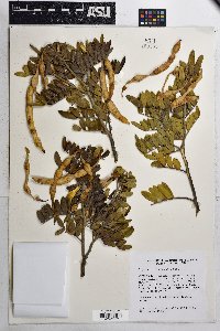 Dermatophyllum arizonicum image