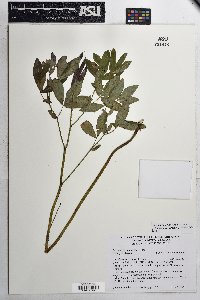 Thermopsis divaricarpa image