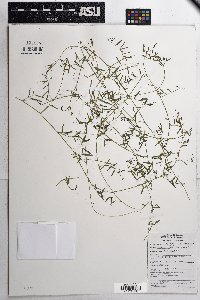 Vicia ludoviciana image