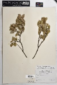 Quercus chrysolepis image