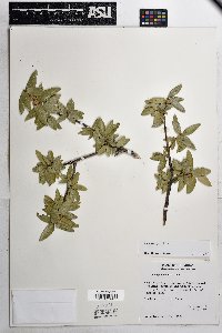 Quercus emoryi image