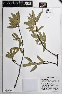 Quercus emoryi image