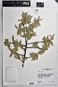 Quercus emoryi image