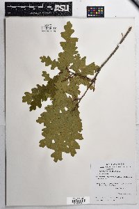 Quercus gambelii image