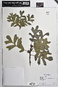 Quercus gambelii image