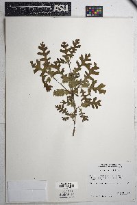 Quercus gambelii image