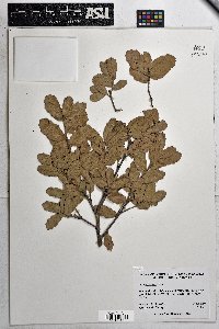 Quercus grisea image