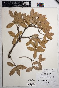 Quercus grisea image