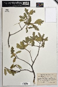 Quercus gambelii X turbinella image