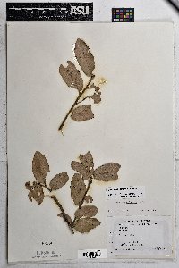 Quercus grisea image