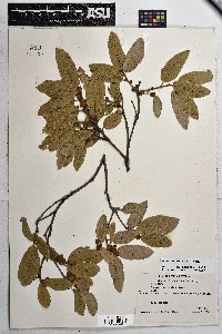 Quercus grisea image