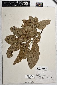Quercus grisea image