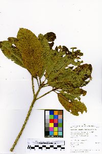 Pouteria torta subsp. tuberculata image