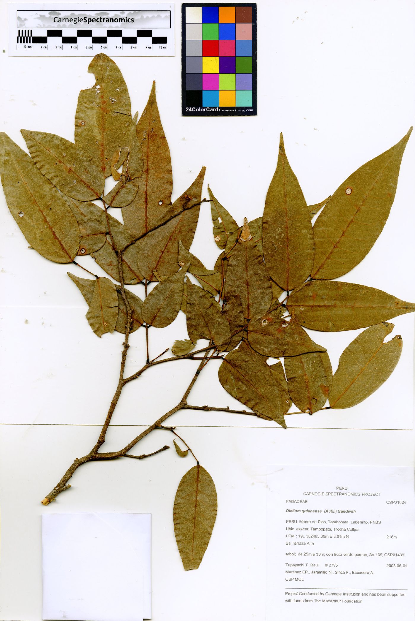 Dialium guianense image