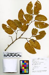 Hymenaea parvifolia image