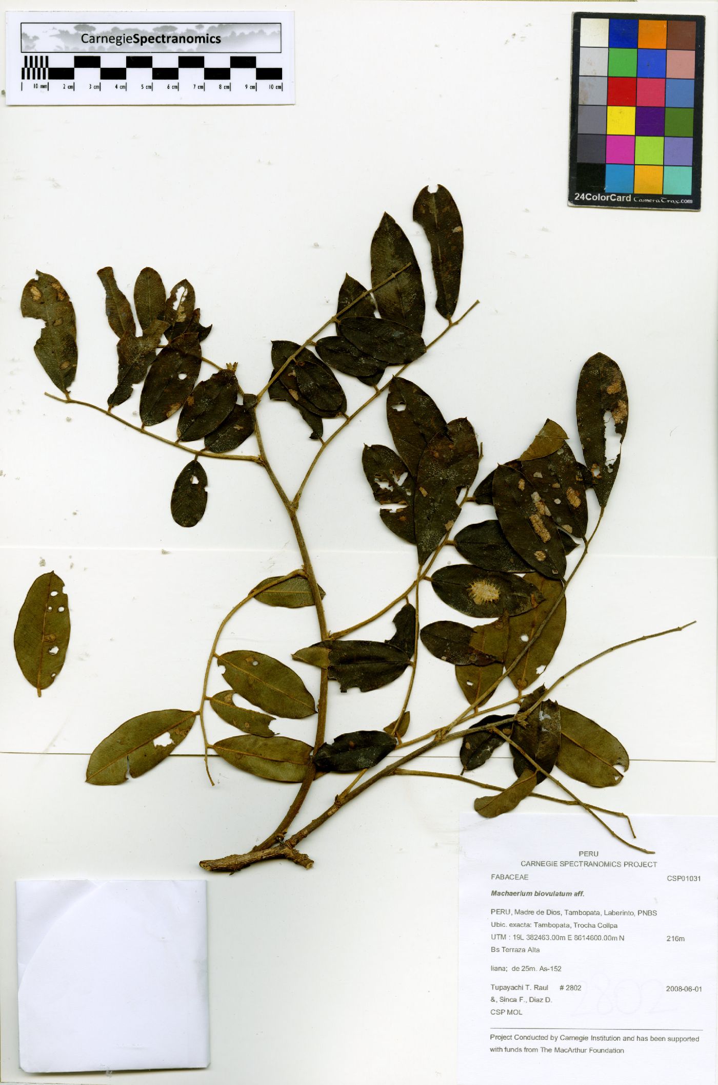 Machaerium biovulatum image
