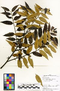 Diospyros pseudoxylopia image