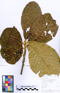 Sloanea brevipes image