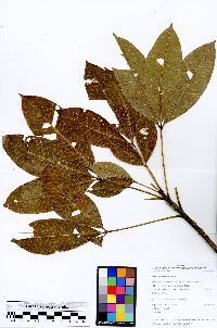 Hevea guianensis image