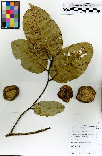 Eschweilera coriacea image