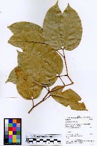 Hymenaea parvifolia image