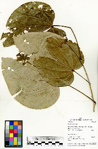 Bauhinia glabra image