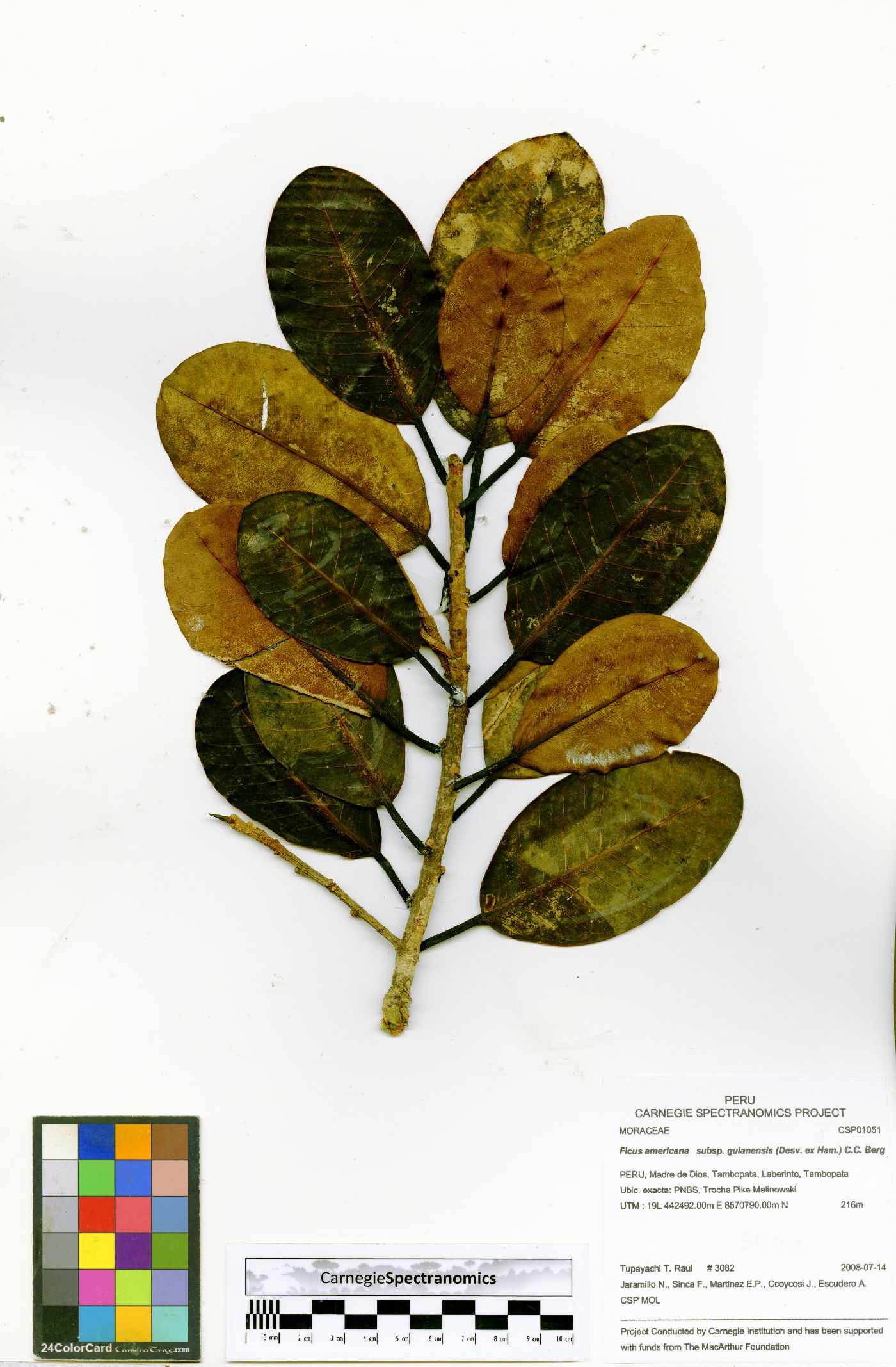 Ficus americana subsp. guianensis image