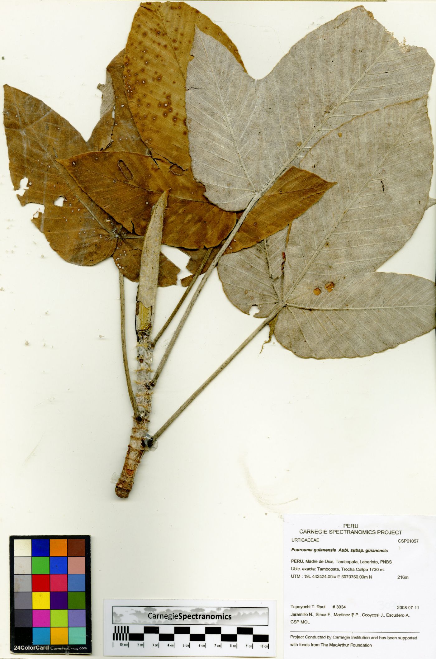 Pourouma guianensis subsp. guianensis image