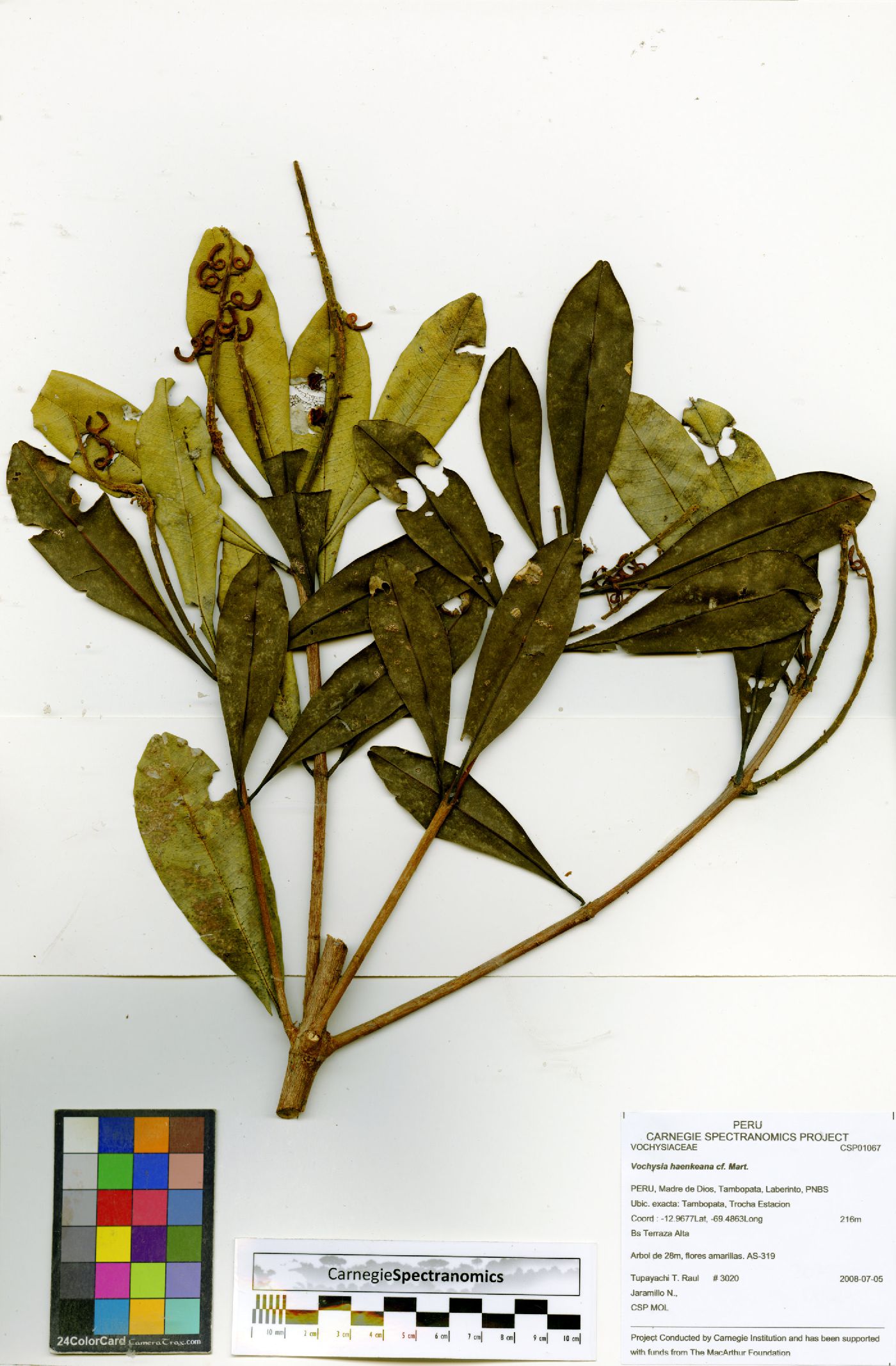 Vochysia image