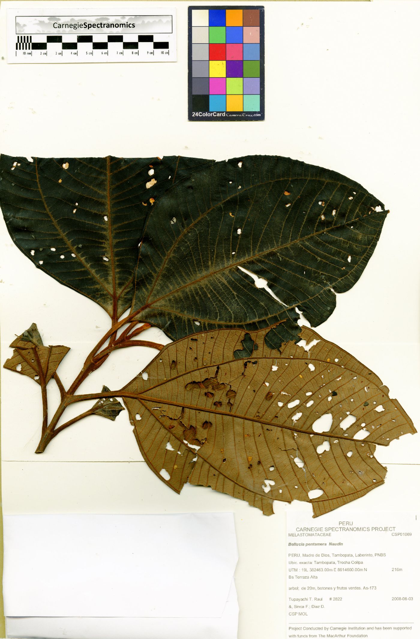 Bellucia pentamera image