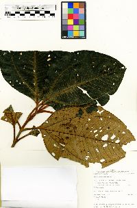 Bellucia pentamera image