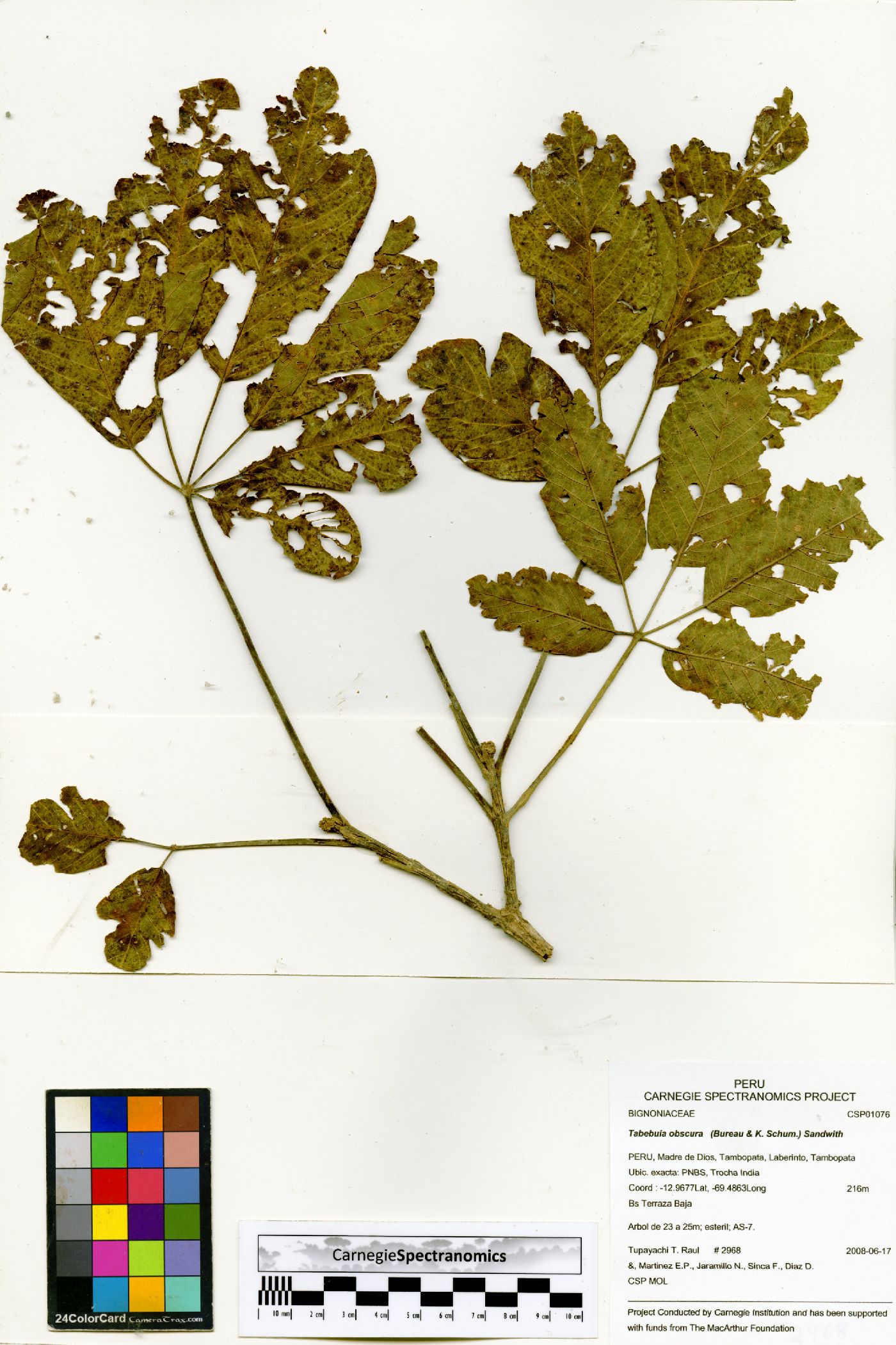 Handroanthus obscurus image