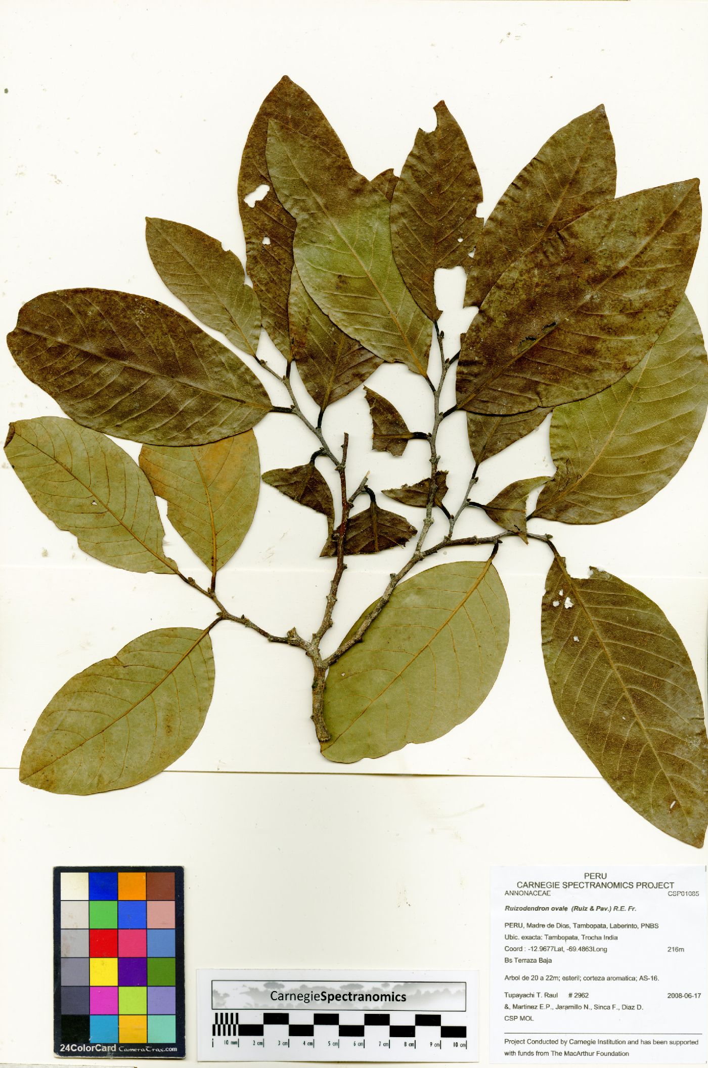 Ruizodendron ovale image
