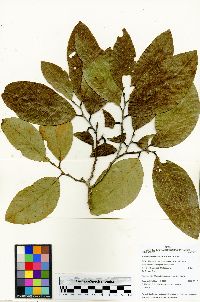 Ruizodendron ovale image