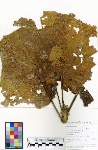 Matisia cordata image