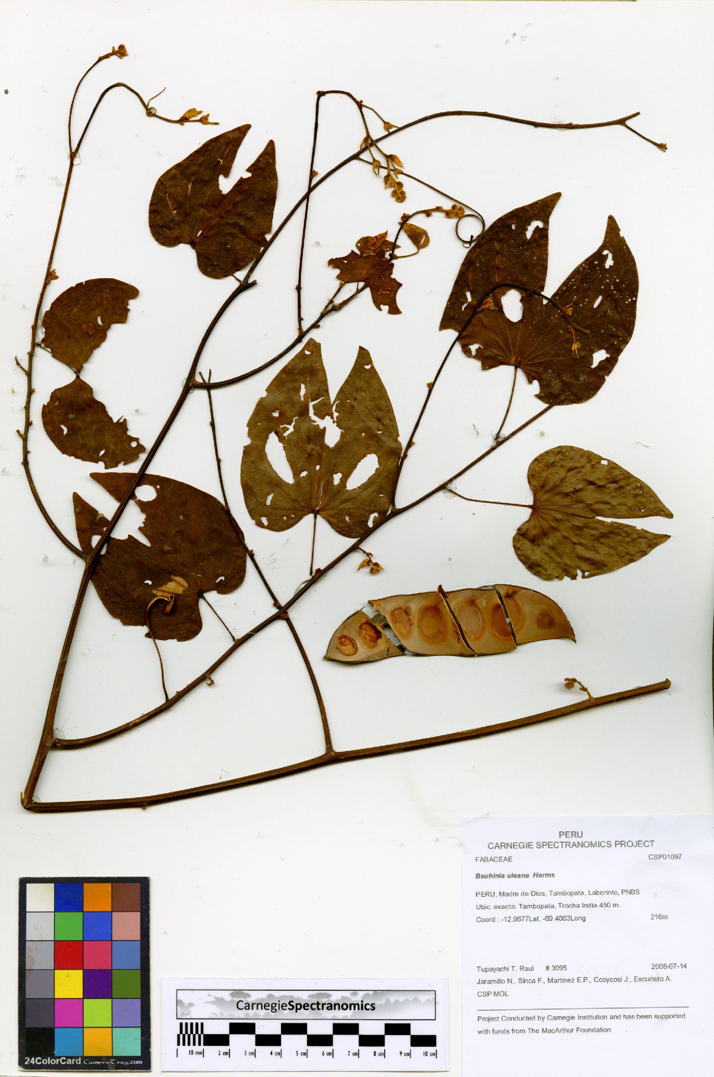 Bauhinia uleana image