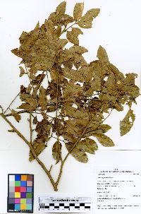 Swartzia jorori image