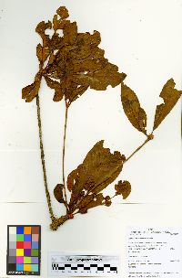 Terminalia corrugata image