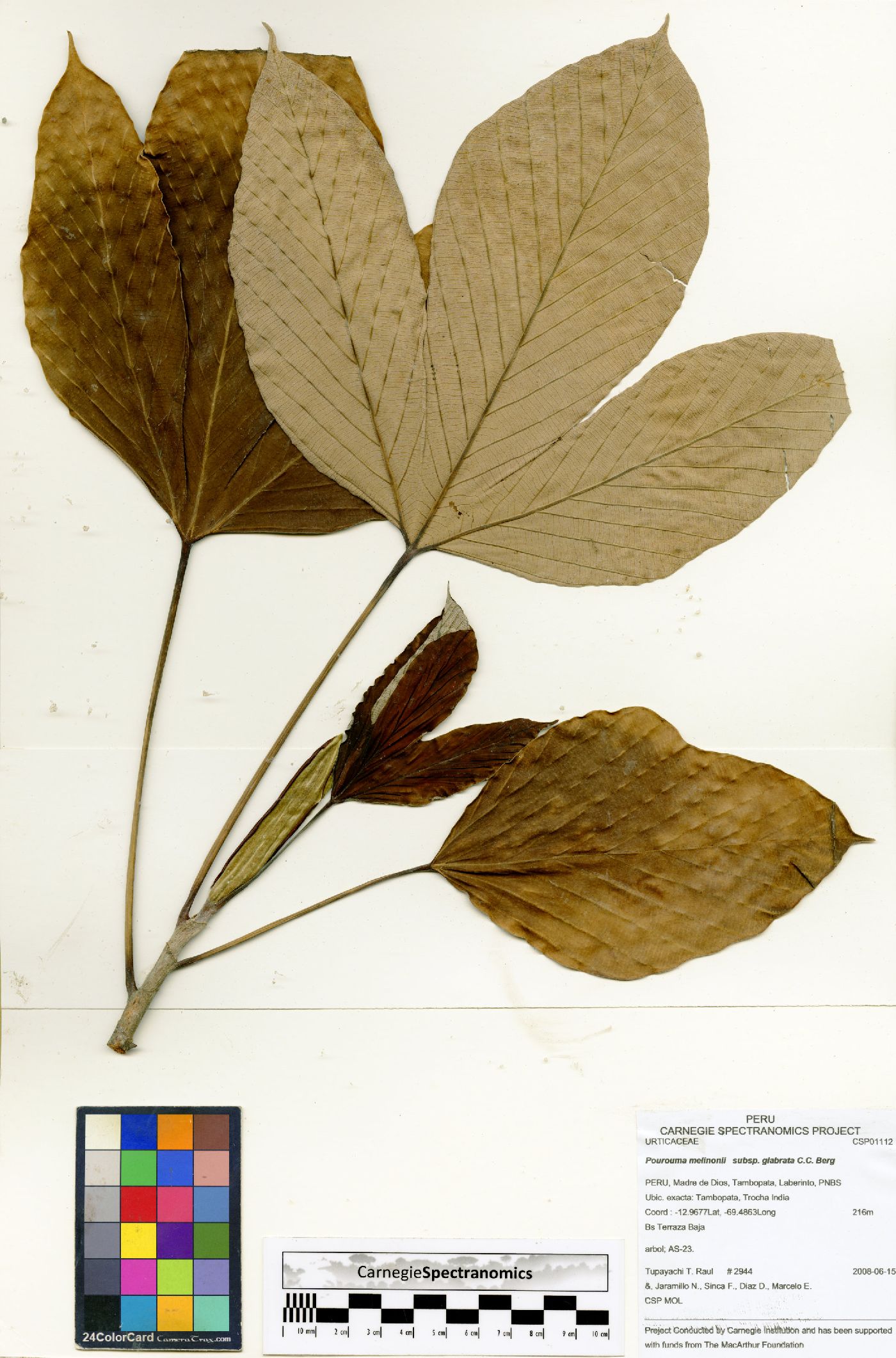Pourouma melinonii image