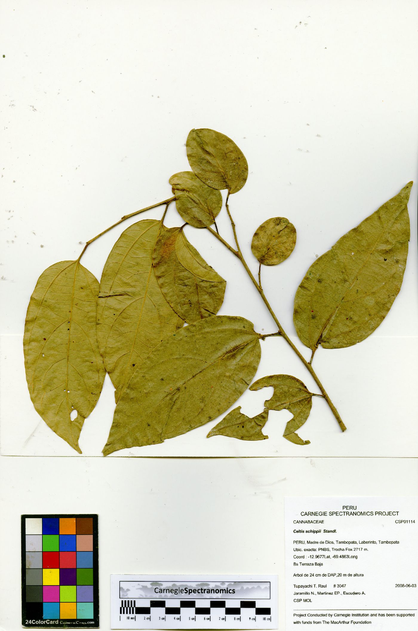 Celtis schippii image