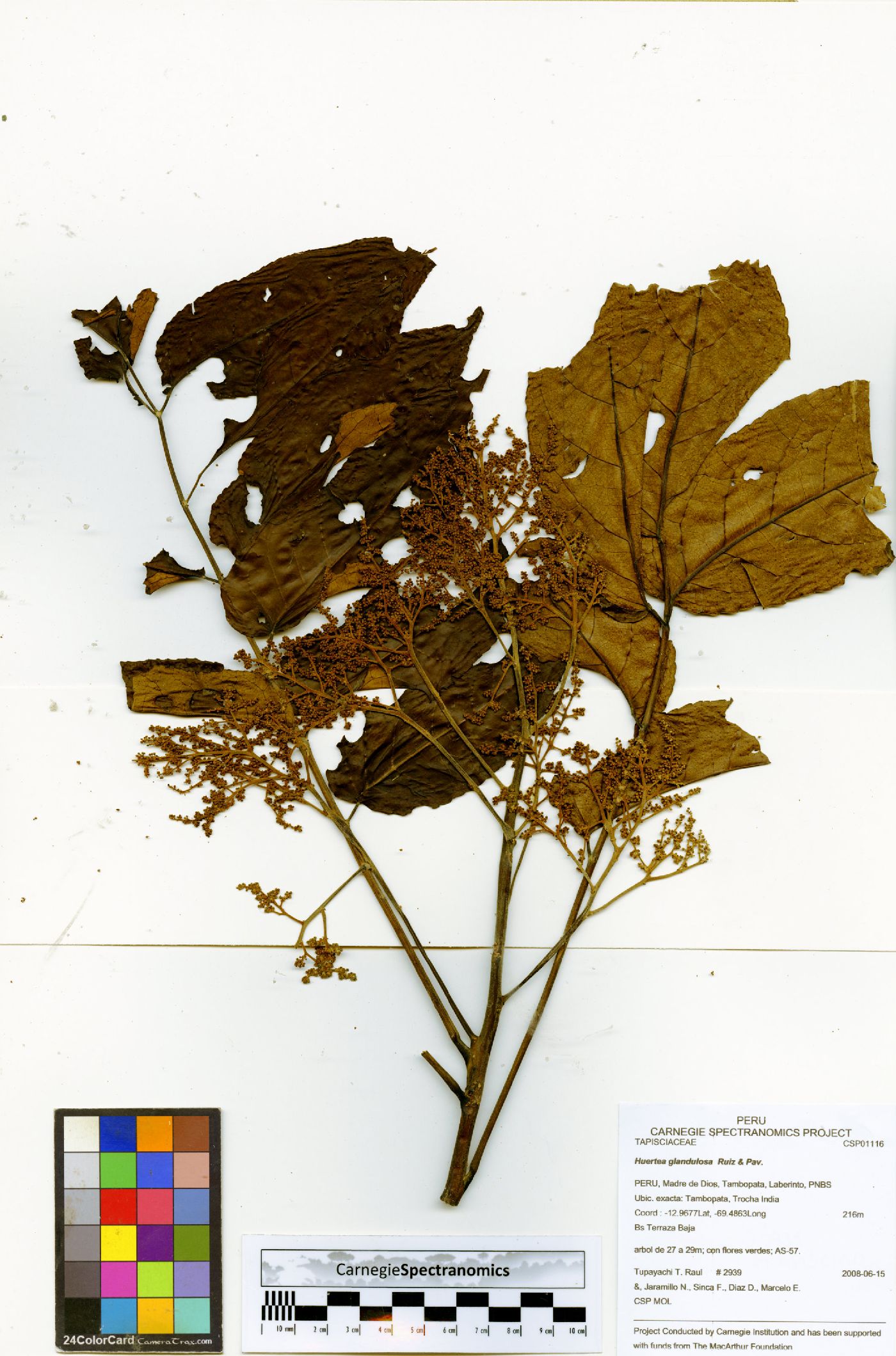 Huertea image