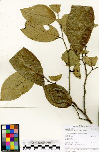 Ruizodendron ovale image