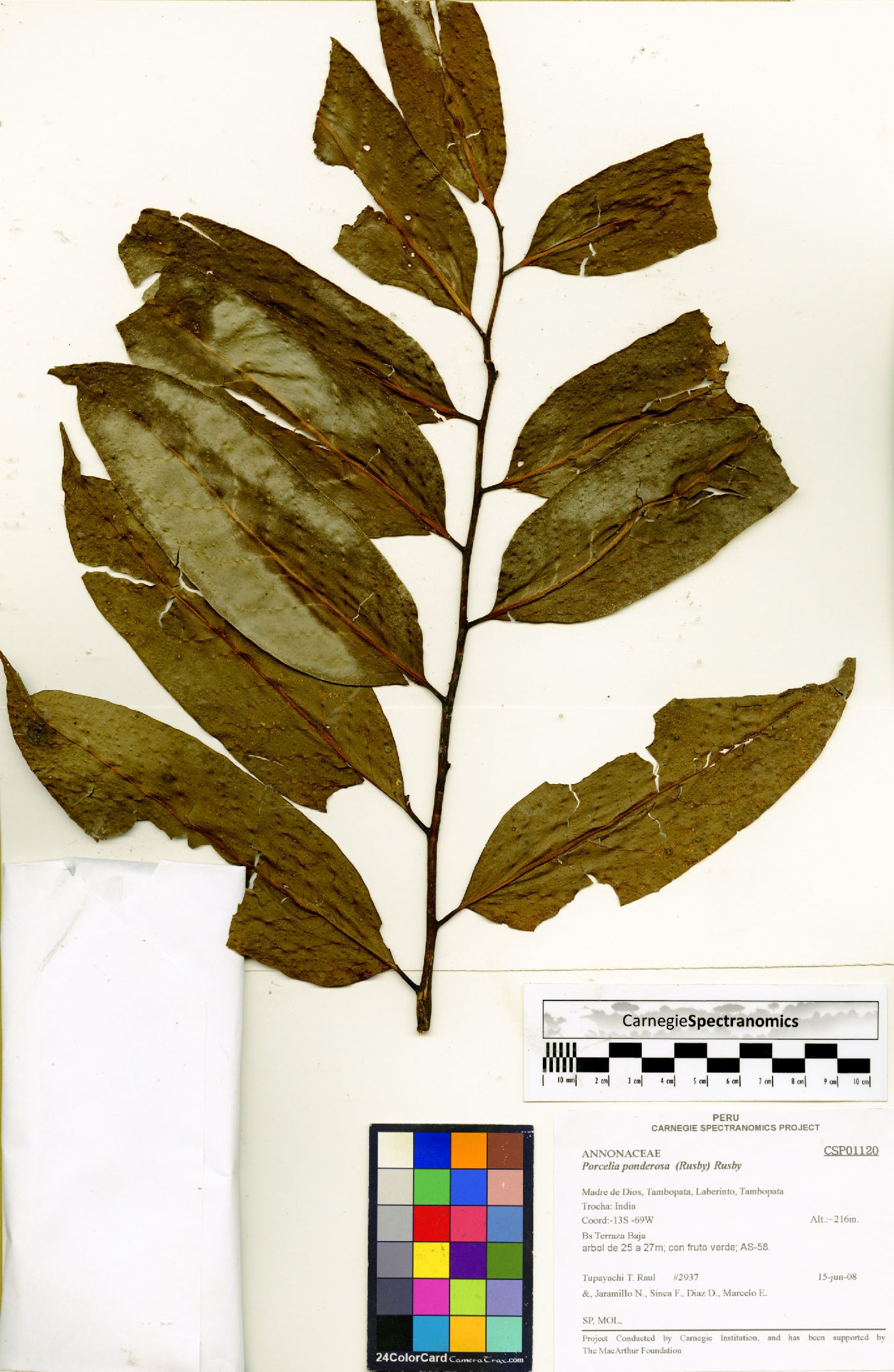 Porcelia ponderosa image