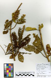 Combretum fruticosum image